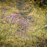 lowfiore di barena
